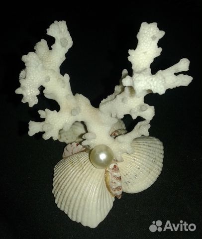 Коралл натуральный, раковина морская Коралл натуральный, раковина морская