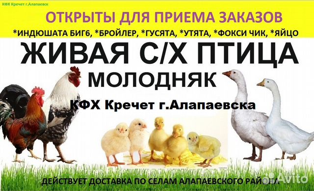 Цыплята С/Х купить на Зозу.ру - фотография № 1