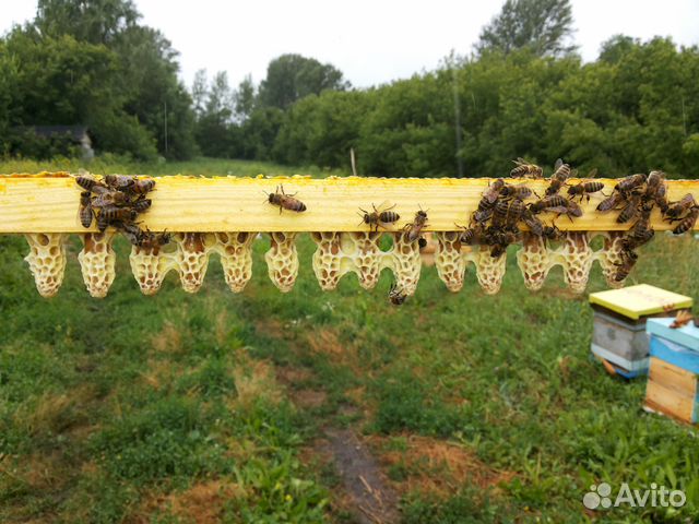 Пчелопакеты. Пчелы купить на Зозу.ру - фотография № 3
