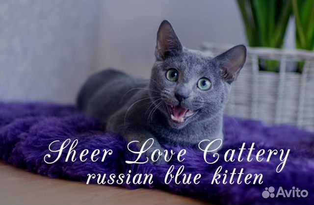 Русские голубые котята от Чемпиона Мира WCF