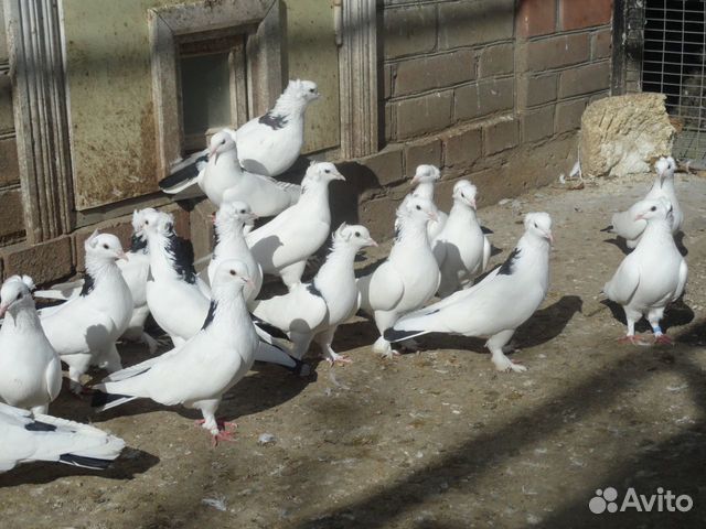 Иранские голуби купить на Зозу.ру - фотография № 2