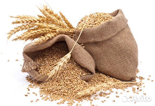 Продам зерно,пшеница купить на Зозу.ру - фотография № 1