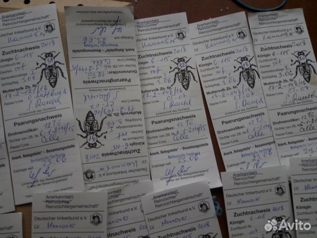 Пчелопакеты купить на Зозу.ру - фотография № 9
