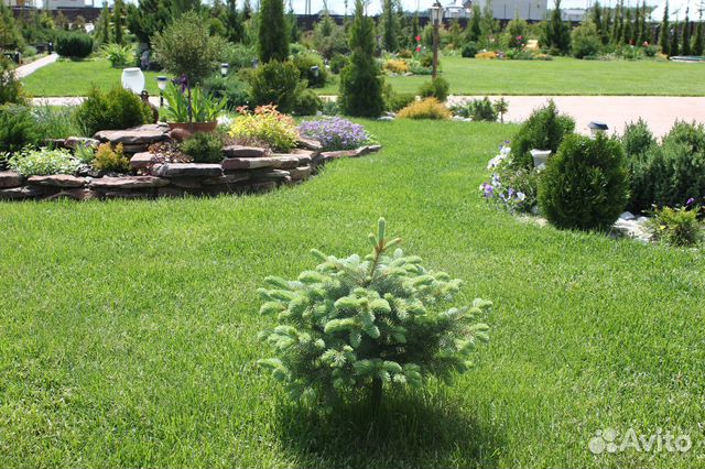 Можжевельник сосны туи ели гортензии др Можжевельник сосны туи ели гортензии др