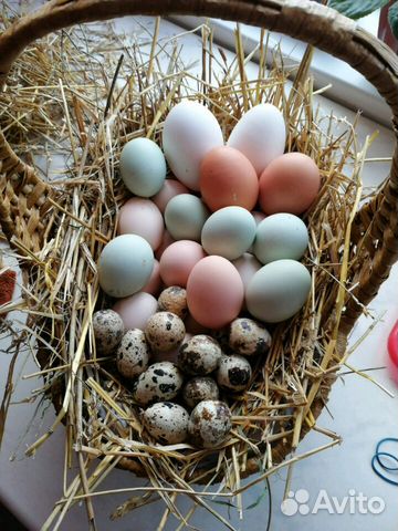 Яйца инкубационные купить на Зозу.ру - фотография № 1