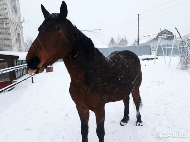 Лошадь в пол аренды купить на Зозу.ру - фотография № 3
