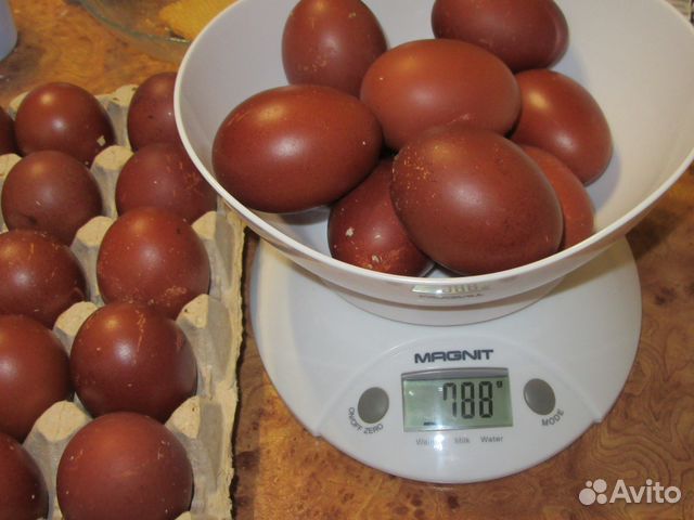Инкубационные яйца, породистой птицы купить на Зозу.ру - фотография № 1