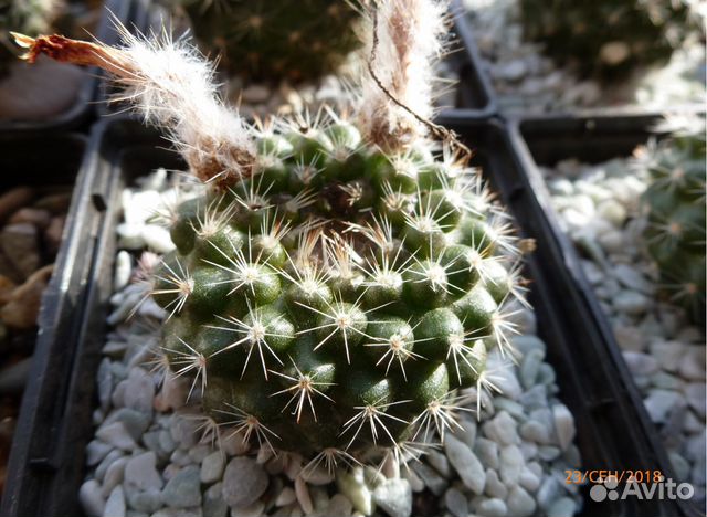 Кактус Parodia cardenasii Кактус Parodia cardenasii