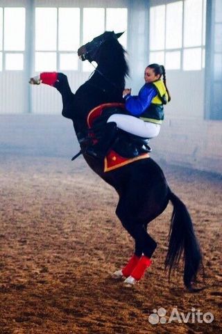 Лошадь в аренду с возможностью продажи купить на Зозу.ру - фотография № 2