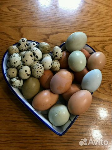Яйца перепелиные и куриные