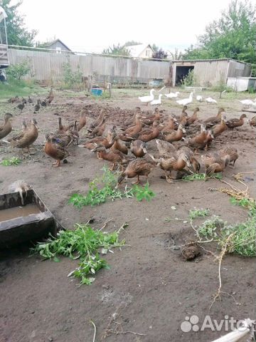 Подсадные кряковые утки купить на Зозу.ру - фотография № 1