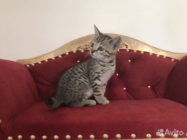 Египетская мау котик Сагбан купить на Зозу.ру - фотография № 5
