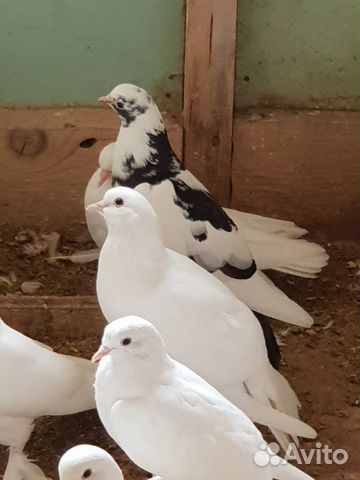 Бакинские широкохвостные голуби 2019 купить на Зозу.ру - фотография № 1