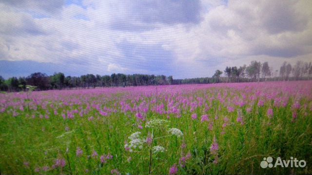 Мед и продукты пчеловодства. С собственной пасеки