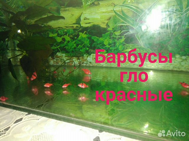 Продаю аквариумных рыбок и улиток купить на Зозу.ру - фотография № 3