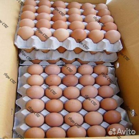 Инкубационное яйцо росс 308 купить на Зозу.ру - фотография № 1