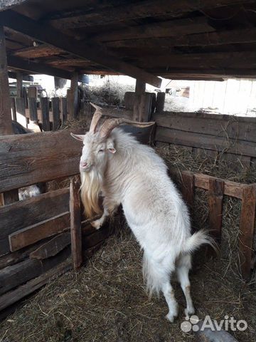 Продам котных и дойных коз, козла и козлят купить на Зозу.ру - фотография № 1