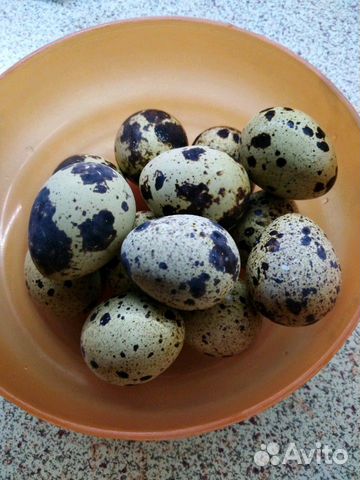 Продам перепелинное яйцо купить на Зозу.ру - фотография № 1