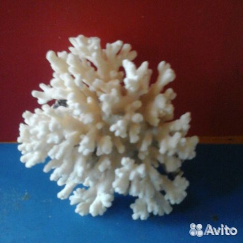 Продам морской натуральный коралл купить на Зозу.ру - фотография № 2