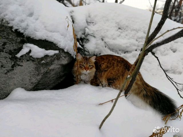 Сибирский кот ищет невесту купить на Зозу.ру - фотография № 2