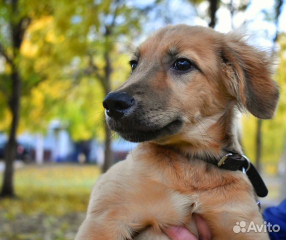 Собака Лайма В Краснодаре Фото