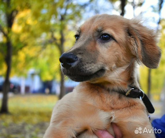 В добрые руки купить на Зозу.ру - фотография № 1