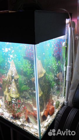 Продам аквариум с рыбками купить на Зозу.ру - фотография № 7