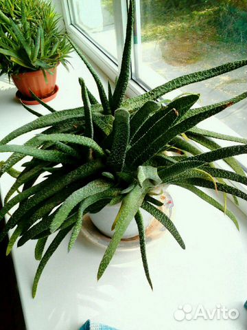 Комнатные цветы разные