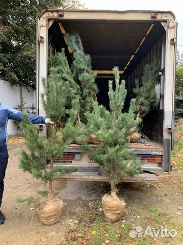 Продажа саженцев деревьев сосна, елка