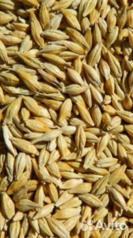 Ячмень Пшеница купить на Зозу.ру - фотография № 2