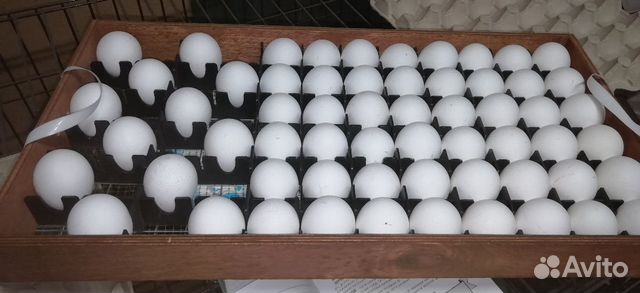 Яйцо инкубационое от домашних кур несушек купить на Зозу.ру - фотография № 1