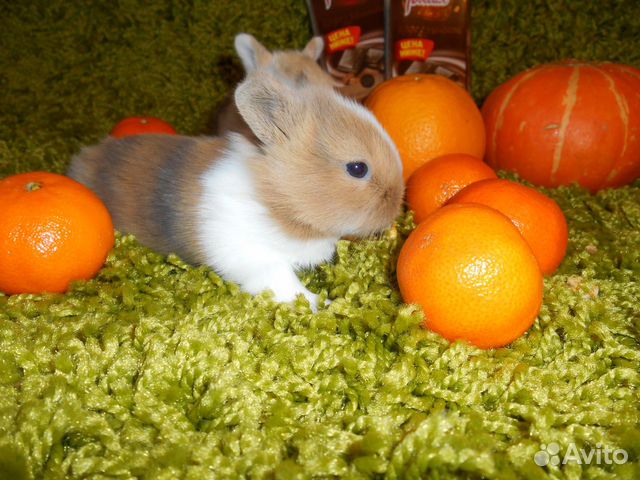 Кроликам можно мандарин
