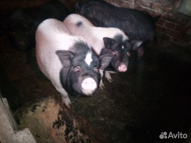 Продам свинок мясом вьетнамские купить на Зозу.ру - фотография № 4