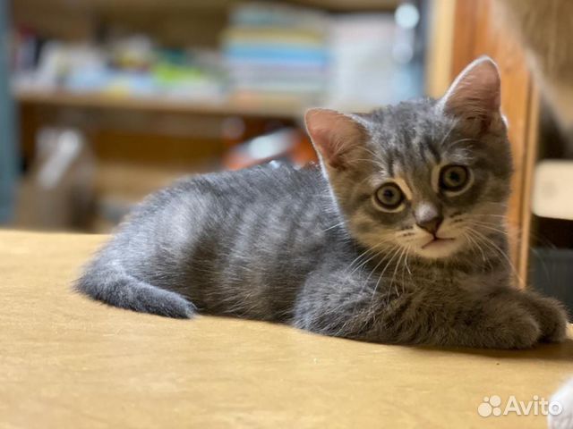 Идеальные котята к туалету приучены купить на Зозу.ру - фотография № 2
