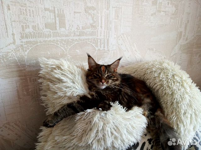 Кошечка мейн-кун ищет кота для вязки купить на Зозу.ру - фотография № 1