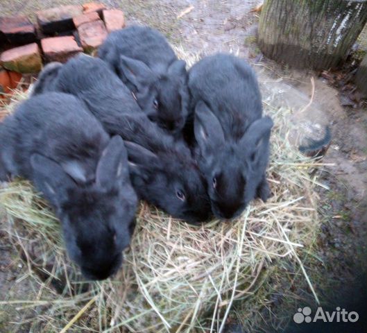 Кролики взрослые и крольчата купить на Зозу.ру - фотография № 4