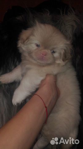 Собака альбинос купить на Зозу.ру - фотография № 2