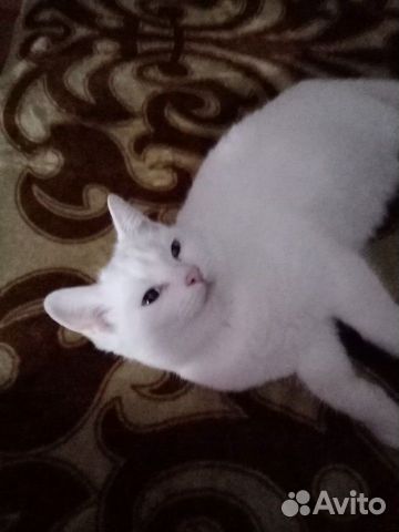 Белые котята с голубыми глазами 5 месяца купить на Зозу.ру - фотография № 3