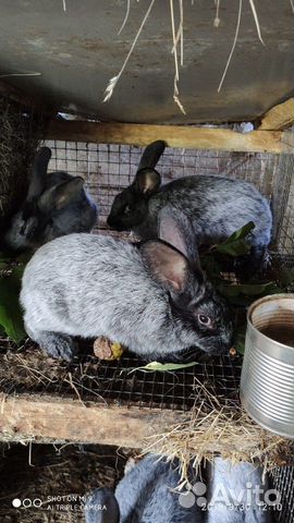 Кролики серебро купить на Зозу.ру - фотография № 5