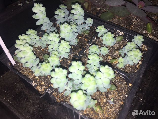 Суккулент Суккулент