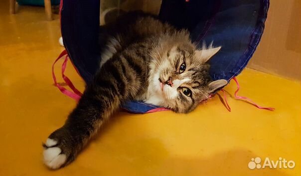 Кот Грильяж