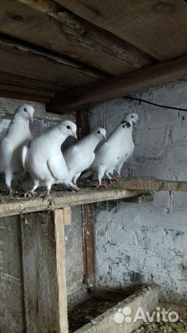 Бойные голуби купить на Зозу.ру - фотография № 5