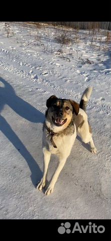 Собака Джек 1 год купить на Зозу.ру - фотография № 1