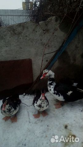 Мускусные утки (индоутки) купить на Зозу.ру - фотография № 2