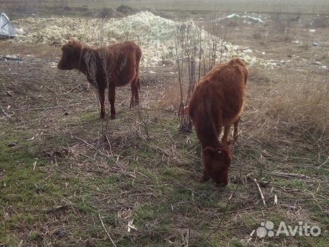 Корова и две тёлки купить на Зозу.ру - фотография № 5