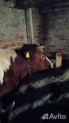 Корова 5-ым телёнком купить на Зозу.ру - фотография № 4