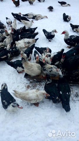 Мясо птицы купить на Зозу.ру - фотография № 1