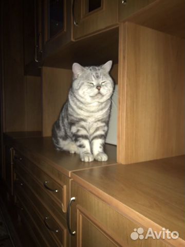 Британский кот купить на Зозу.ру - фотография № 4