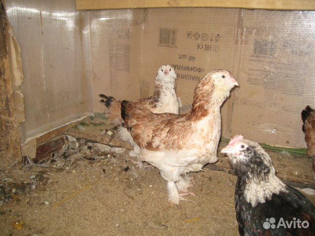 Куры Фаверолей,инкубационное яйцо и цыплята купить на Зозу.ру - фотография № 1