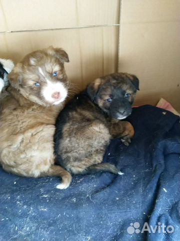 Мурманск авито собаки. Авито барнаул собаки. Астрахань авито щенок. Найденные собаки в мурманске на авито. Щенки немецкой овчарки 2 недели.